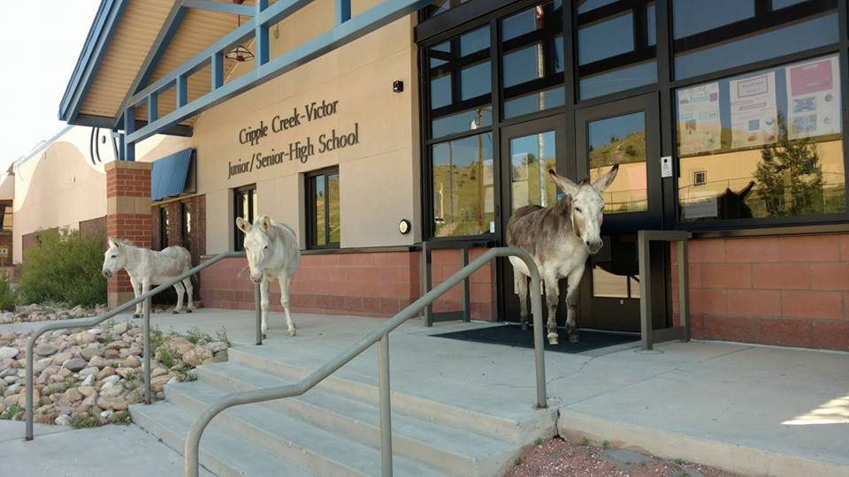 21272220_1830302590317990_432695670750548946_n[1]