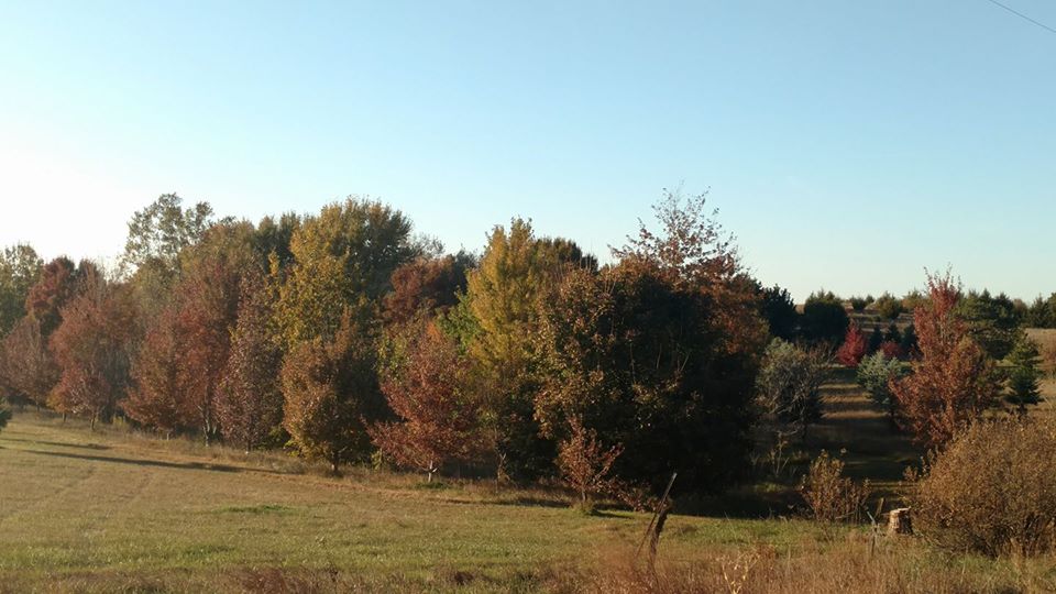 23244124_1897546923593556_7288461195976789850_n[1]