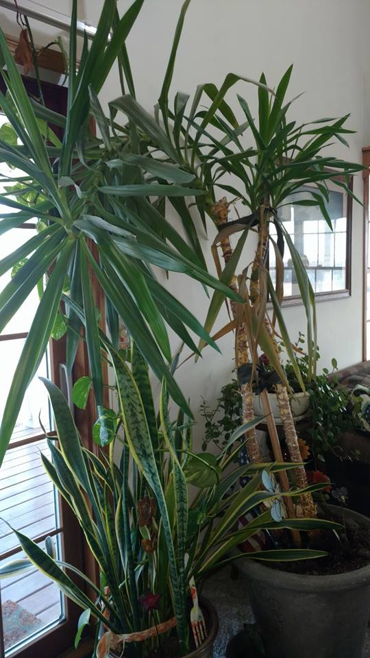 27460029_1998137290201185_3990242226392524516_n[1]