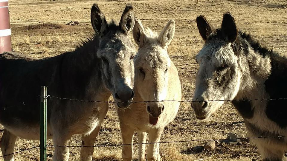 28951315_2047284385286475_3845881332232093696_n[1]